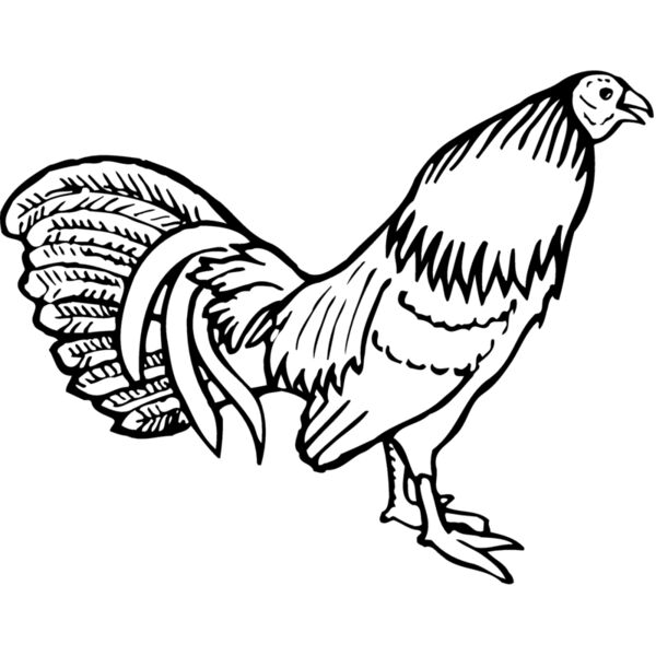 CHICK001 Thumbnail